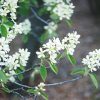 Common Serviceberry #2 - Image 2
